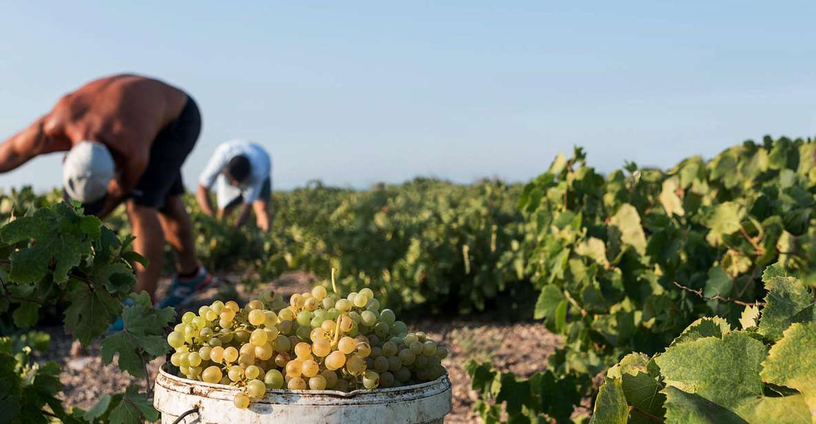 Santorini Wine Roads: Tour of 3 Wineries with a Sommelier - Guides and Personality: The Difference Between Reading and Doing