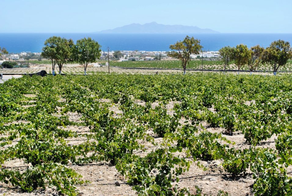 Santorini: Wine Tasting Tour & Sunset Viewing - Key highlights worth planning around