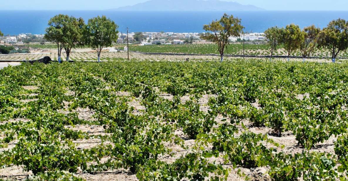 Santorini: Wine Tasting Tour & Sunset Viewing - Wine, views, and a tight schedule from Thera