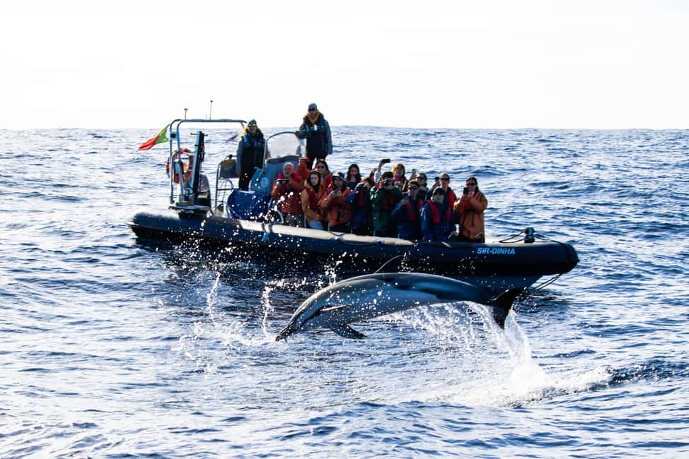 São Miguel Azores: Half-Day Whale Watching Trip - Who This Tour Is Best For (And Who Should Skip It)