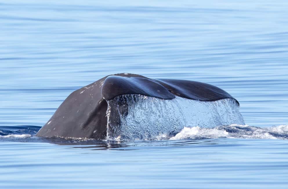 São Miguel Azores: Half-Day Whale Watching Trip - How This Half-Day Whale Watching Works in São Miguel