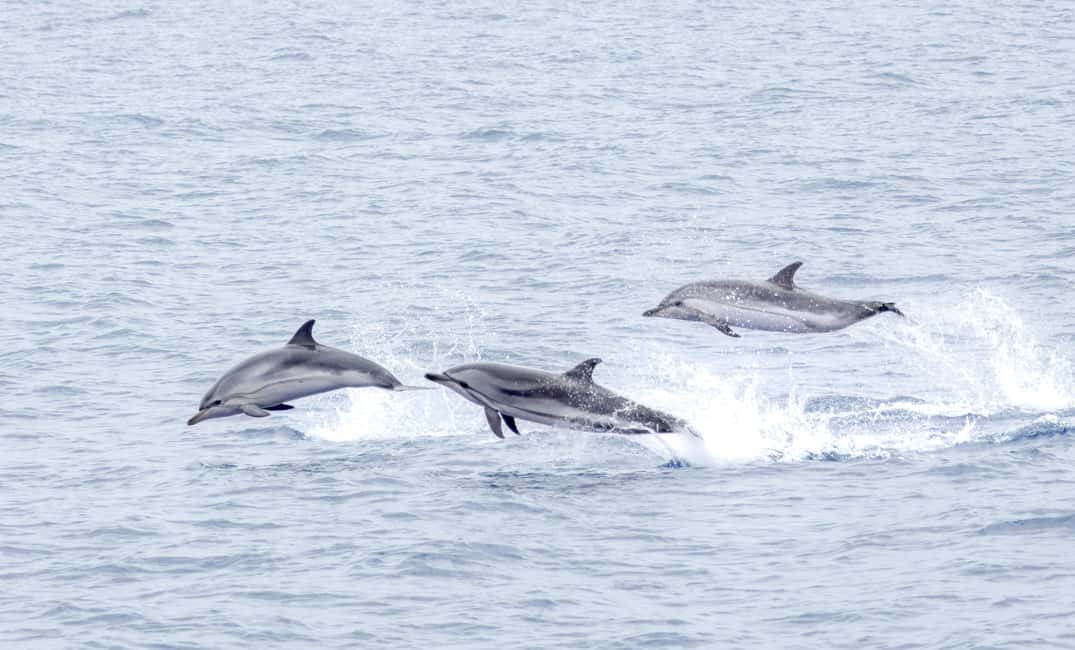São Miguel Azores: Half-Day Whale Watching Trip - The Crew System: Lookouts, Radio, and Biologists Who Explain What You’re Seeing
