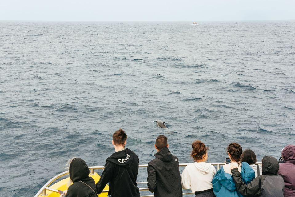 São Miguel Azores: Half-Day Whale Watching Trip - Choosing Your Ride: Catamaran vs Speedboat (And Who Should Care)