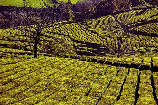 São Miguel: Majestic North Tour (Local Lunch Incl.) - Ribeira Grande: surf-town beaches, a square walk, and the city-name story
