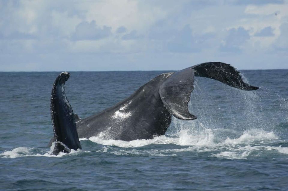 São Miguel: Whales & Volcano Full-Day Tour with Lunch - From your door to the marina: the 8:45 to 9:00 AM rhythm