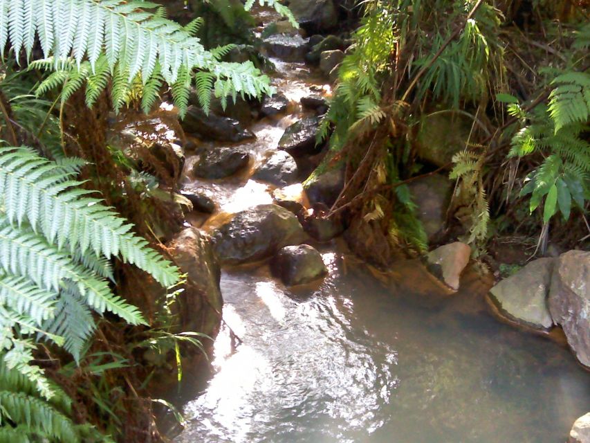 São Miguel: Whales & Volcano Full-Day Tour with Lunch - Lagoa do Fogo crater lake: volcano views plus geothermal know-how