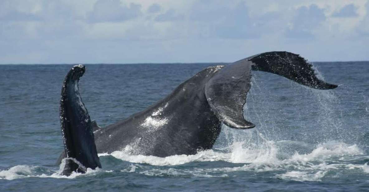 São Miguel: Whales & Volcano Full-Day Tour with Lunch - Catamaran whale watching on São Miguel: what you’re really looking for