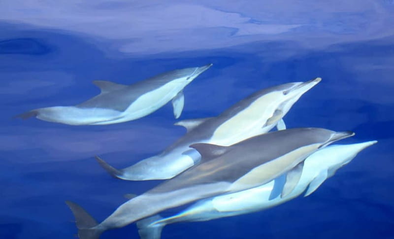 São Miguel: Wild Swimming with Dolphins - Quick Take: What Makes This Dolphin Swim Worth It