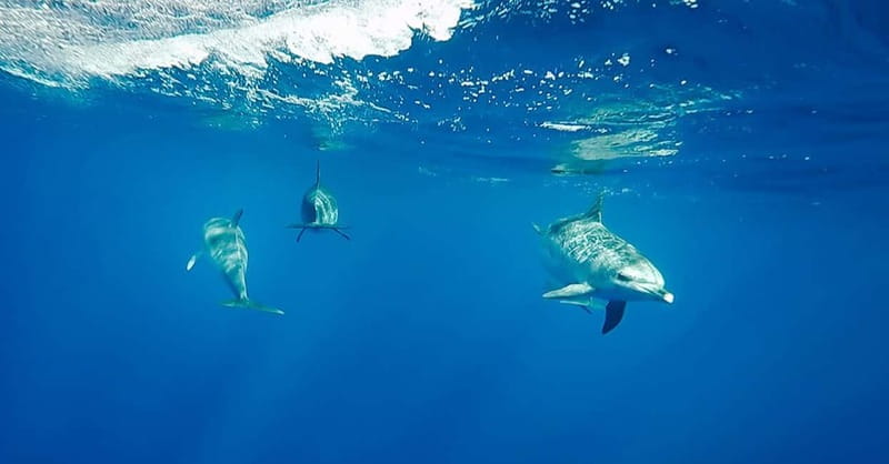 São Miguel: Wild Swimming with Dolphins - Meeting at Marina Pêro de Teive: Your Start Line