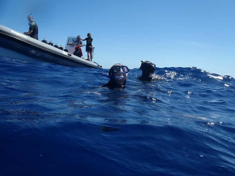 São Miguel: Wild Swimming with Dolphins - The Boat Ride: Fast, Open, and Sometimes Bumpy