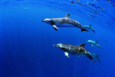 São Miguel: Wild Swimming with Dolphins - Safety Briefing in Ponta Delgada: How You’ll Be Guided