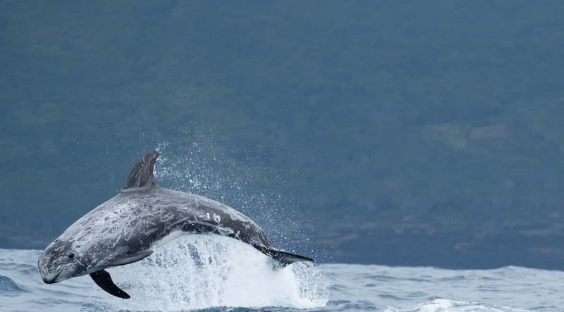 São Miguel: Wild Swimming with Dolphins - The Dolphin-Watching and Swimming Window: How It Works