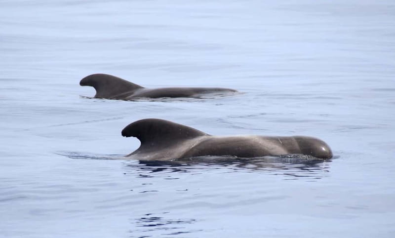 São Miguel: Wild Swimming with Dolphins - Open-Water Swimming Reality: What You Need to Be Comfortable With
