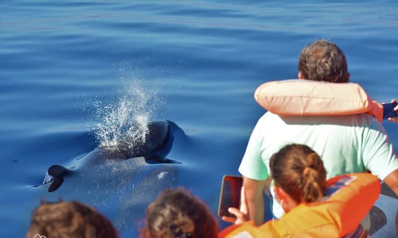 São Miguel: Wild Swimming with Dolphins - What Gear You’ll Use (and What to Bring Yourself)