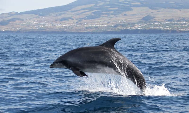 São Miguel: Wild Swimming with Dolphins - Who Will Guide You: Names You Might Meet