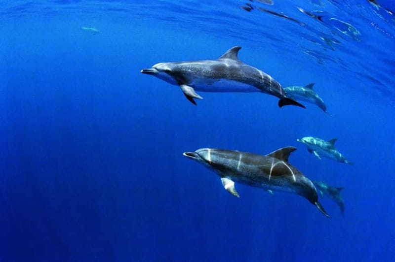 São Miguel: Wild Swimming with Dolphins - Safety Briefing in Ponta Delgada: How You’ll Be Guided