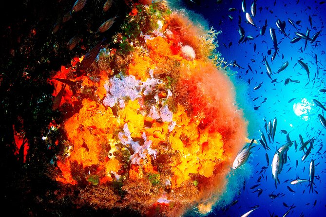 Scuba Diving Baptism and Snorkeling in Ibiza - Getting there: the 9:00 am start at San Antonio’s pier