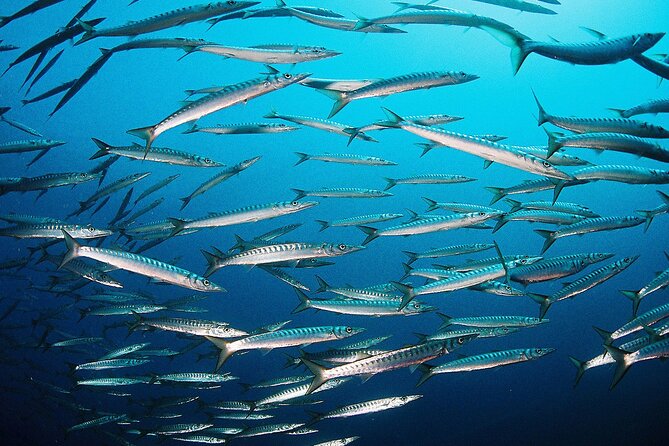 Scuba Diving Baptism and Snorkeling in Ibiza - Who this is best for (and who should skip it)