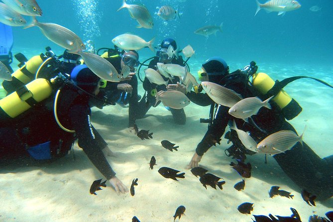 Scuba Diving (Basic Diver - 2 dives) - Key things to know before you go