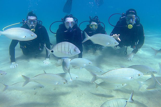 Scuba Diving (Basic Diver - 2 dives) - Group size and the pacing you’ll feel