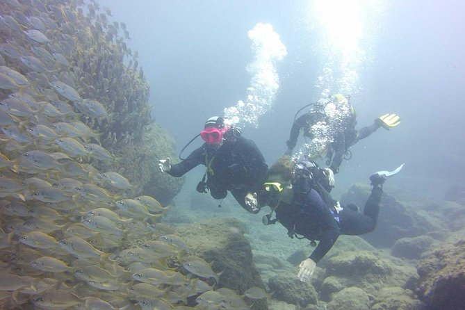 Scuba Diving Beginner's Session in Costa Adeje - Price and Value on Tenerife: What You’re Really Paying For
