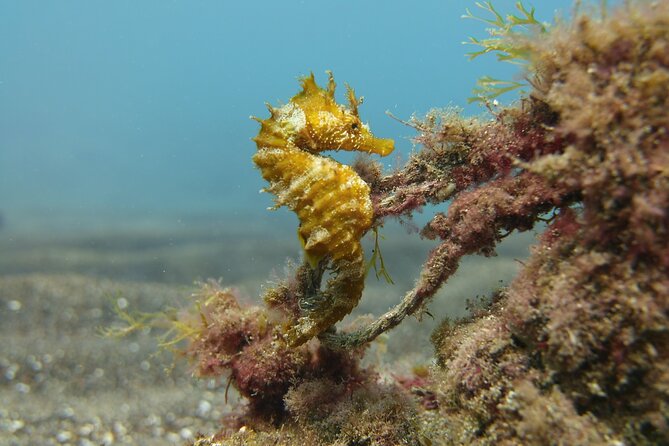 Scuba Diving Experience for Beginners in Gran Canaria - Marine life you’re likely to see around Gran Canaria
