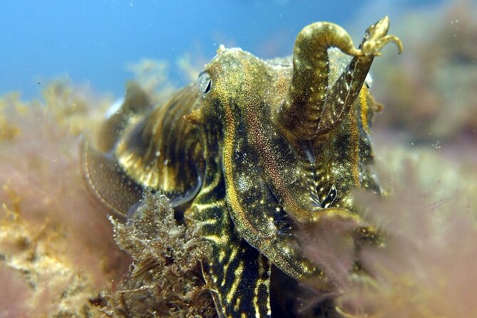 Scuba Diving Experience for Beginners in Gran Canaria - Gear, insurance, and how “included” reduces stress