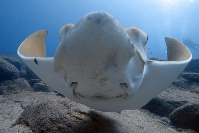Scuba Diving for Certified Divers in Costa Adeje - Key Things That Make This Scuba Experience Work
