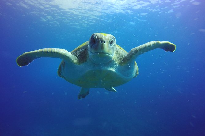 Scuba Diving for Certified Divers in Costa Adeje - From Costa Adeje to the Water: The Real Value You’re Paying For
