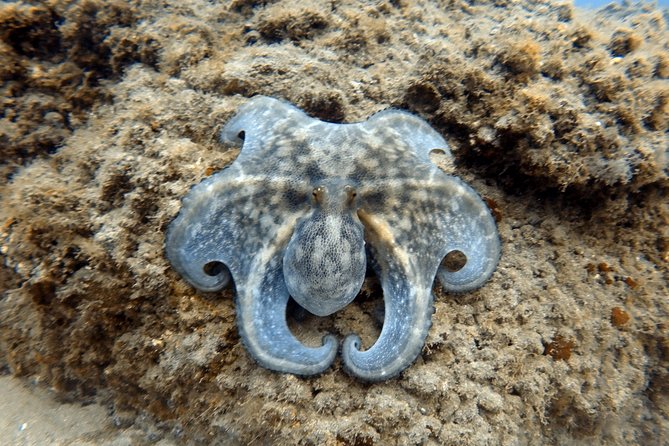 Scuba Diving for Certified Divers in Costa Adeje - Equipment Included: Comfort, Fit, and the Wet Suit Question