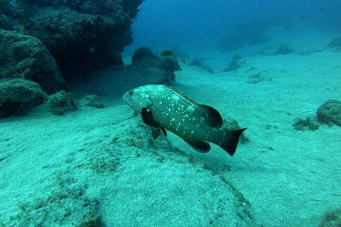 Scuba Diving in Lanzarote (for certified divers only) - Playa Chica Underwater Sessions: What Makes This Trip Worth It