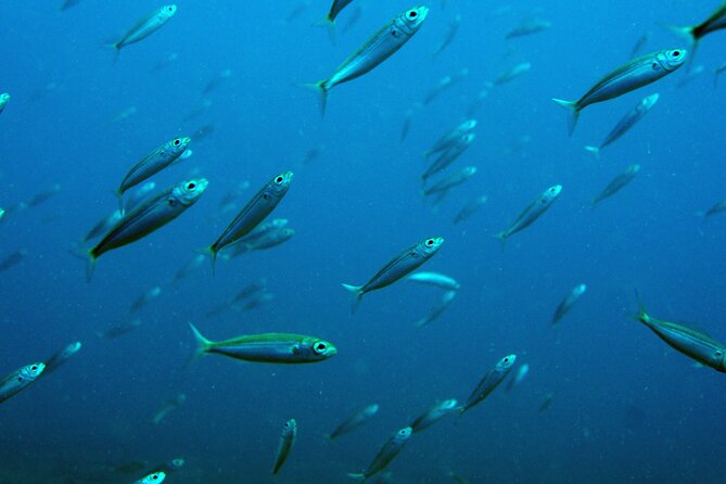 Scuba Diving in Lanzarote (for certified divers only) - Who Should Book This (and Who Should Choose a Different Option)