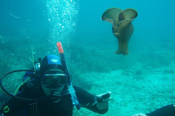 Scuba Diving in Naxos by Bluefindivers - Dive in Greece - Amazing Diving Spots - Your guided underwater time up to 7 meters
