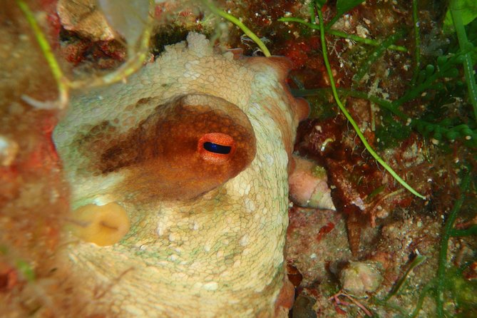 Scuba Diving in Naxos by Bluefindivers - Dive in Greece - Amazing Diving Spots - The house reef near Agios Prokopios: calm water, clear views