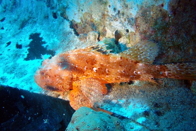 Scuba Diving in Naxos by Bluefindivers - Dive in Greece - Amazing Diving Spots - Gear, photos, and what’s included (and what isn’t)