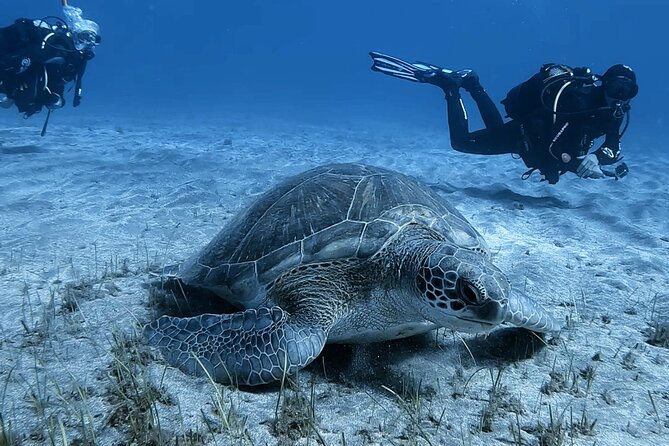 Scuba Experience in Tenerife with Guide - Safety-first coaching that keeps you relaxed