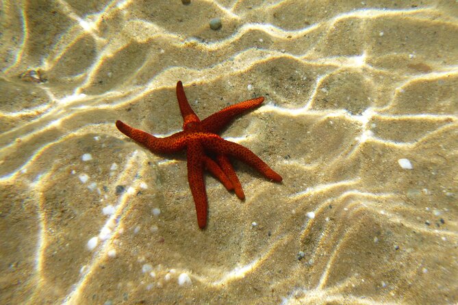 Sea kayaking Mykonos natural beauty beaches - Snorkeling in clear coves: what you’re really looking for