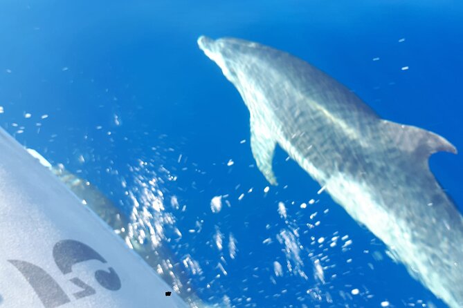 SEA SAFARI Dolphins, Whales, 3h speedboat DISCOVERY-TOUR - The water part: snorkeling rental plus the BladeFish jet