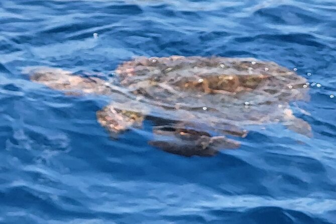 SEA SAFARI Dolphins, Whales, 3h speedboat DISCOVERY-TOUR - Watching Tenerife’s cliffs on the return ride