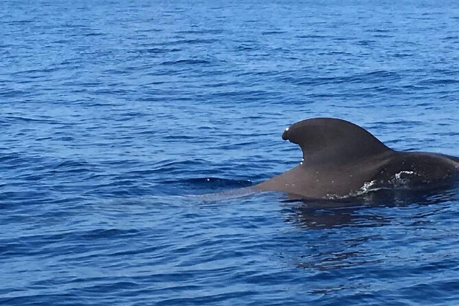 SEA SAFARI Dolphins, Whales, 3h speedboat DISCOVERY-TOUR - Should you book SEA SAFARI Dolphins, Whales, 3h speedboat Discovery-Tour?