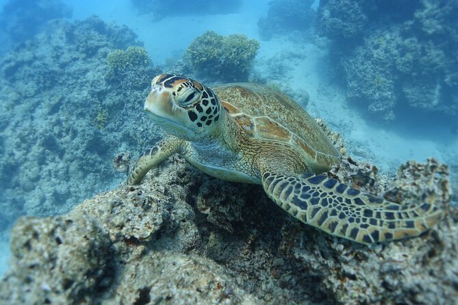 Sea Scooter Jet Snorkeling "Moorea Dream Adventure" - What you’re paying for: $174.63 and where the value shows up