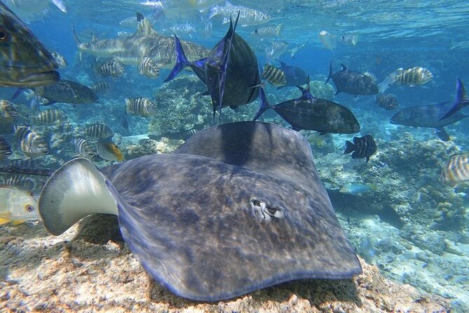 Sea Scooter Jet snorkeling "Moorea Reef Adventure" - Scooter snorkeling basics: why the jet scooter feels so much easier