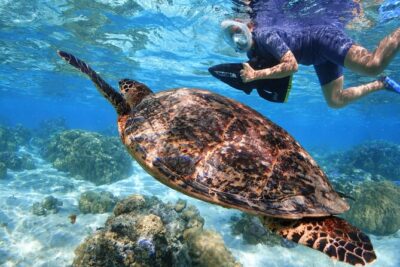Sea Scooter Jet snorkeling "Moorea Reef Adventure" - The reef stops: stingrays, turtles, and the best viewing moments
