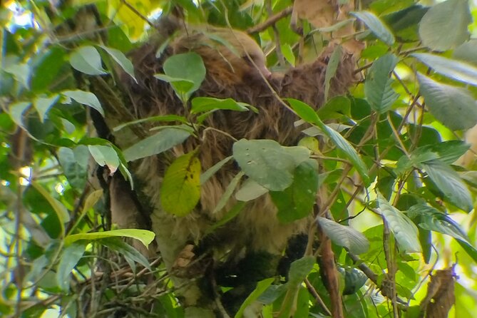 Searching for Peressos in Fortune - Sloth spotting in La Fortuna: why this walk feels different