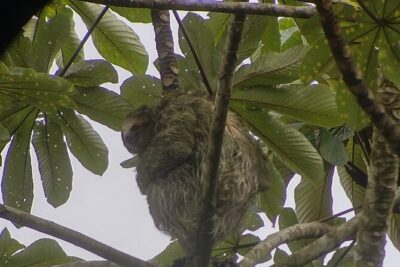 Searching for Peressos in Fortune - Entering La Fortuna de San Carlos: the trail plan