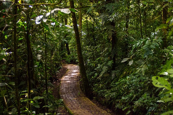 Selvatura Park Combo Tour From Monteverde - Butterfly garden: a guided start, then quiet viewing