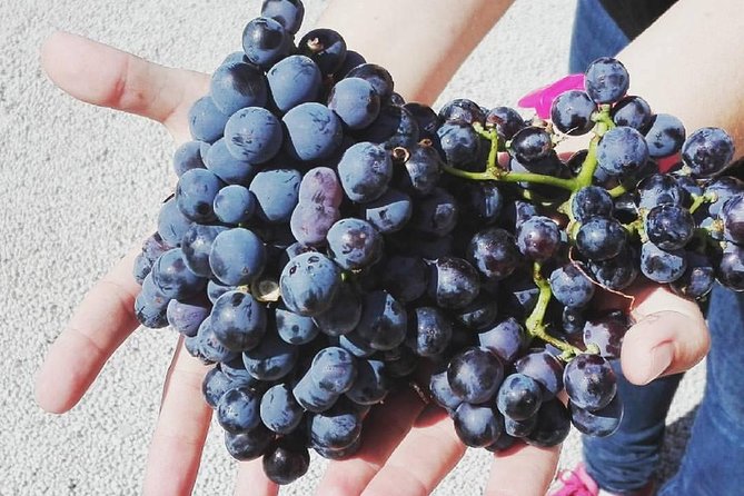 Semi-Private Wine Discovery Tour in Chania - Group size (max 8) and why semi-private matters