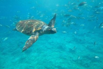 Semi-Submarine Tour from Agios Nikolaos - The First Half (55 Minutes): Mirabello Bay Underwater Viewing That Feels Like Cheat Codes