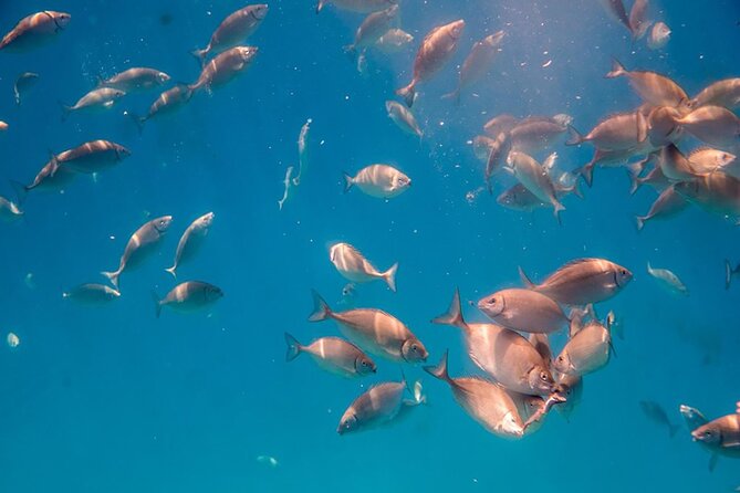 Semi-Submarine Tour from Agios Nikolaos - Practical Tips That Improve Your Odds of a Great Trip