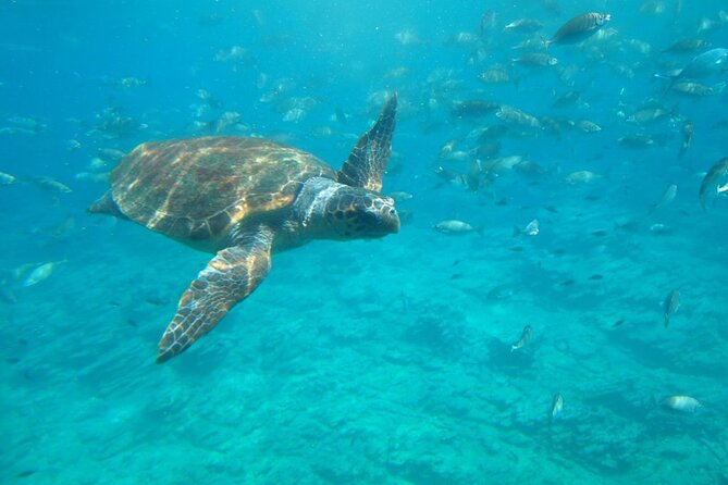 Semi-Submarine Tour from Agios Nikolaos - The First Half (55 Minutes): Mirabello Bay Underwater Viewing That Feels Like Cheat Codes